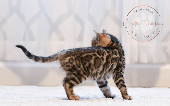 Bengal kitten for sale